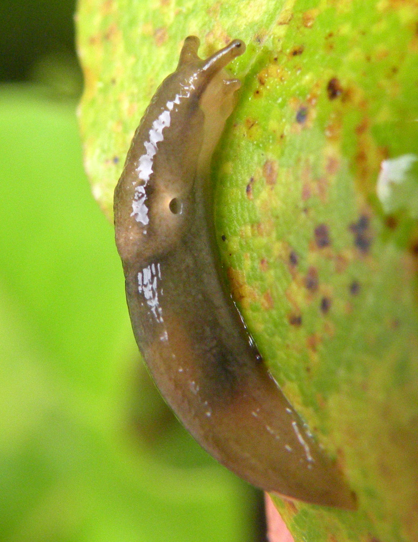 Dal Galles: Limacidae?